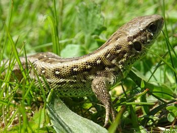 Close-up of a lizard on land