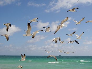 Birds flying over calm sea against the sky