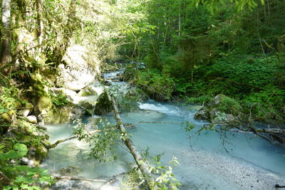 Scenic view of river stream amidst trees in forest