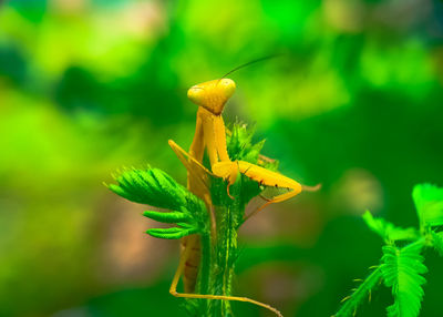 Close-up of yellow flowering plant