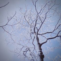 Low angle view of frozen bare tree against sky