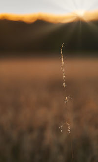 Close-up of plant on field during sunset