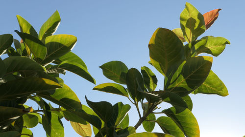 Low angle view of leaves against sky