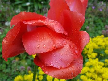 Close-up of wet red flower