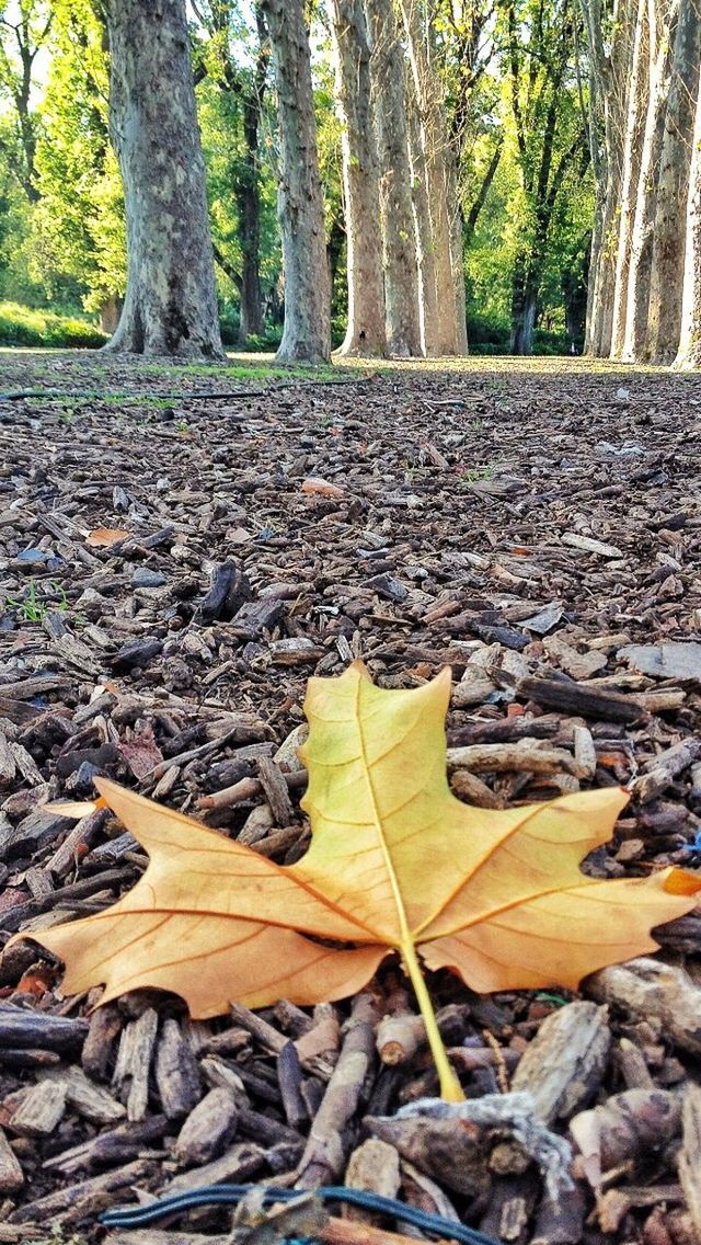 Autumn colors