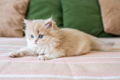 Portrait of cat lying on bed at home