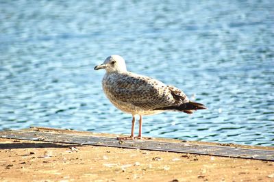 Close-up of seagull perching on shore