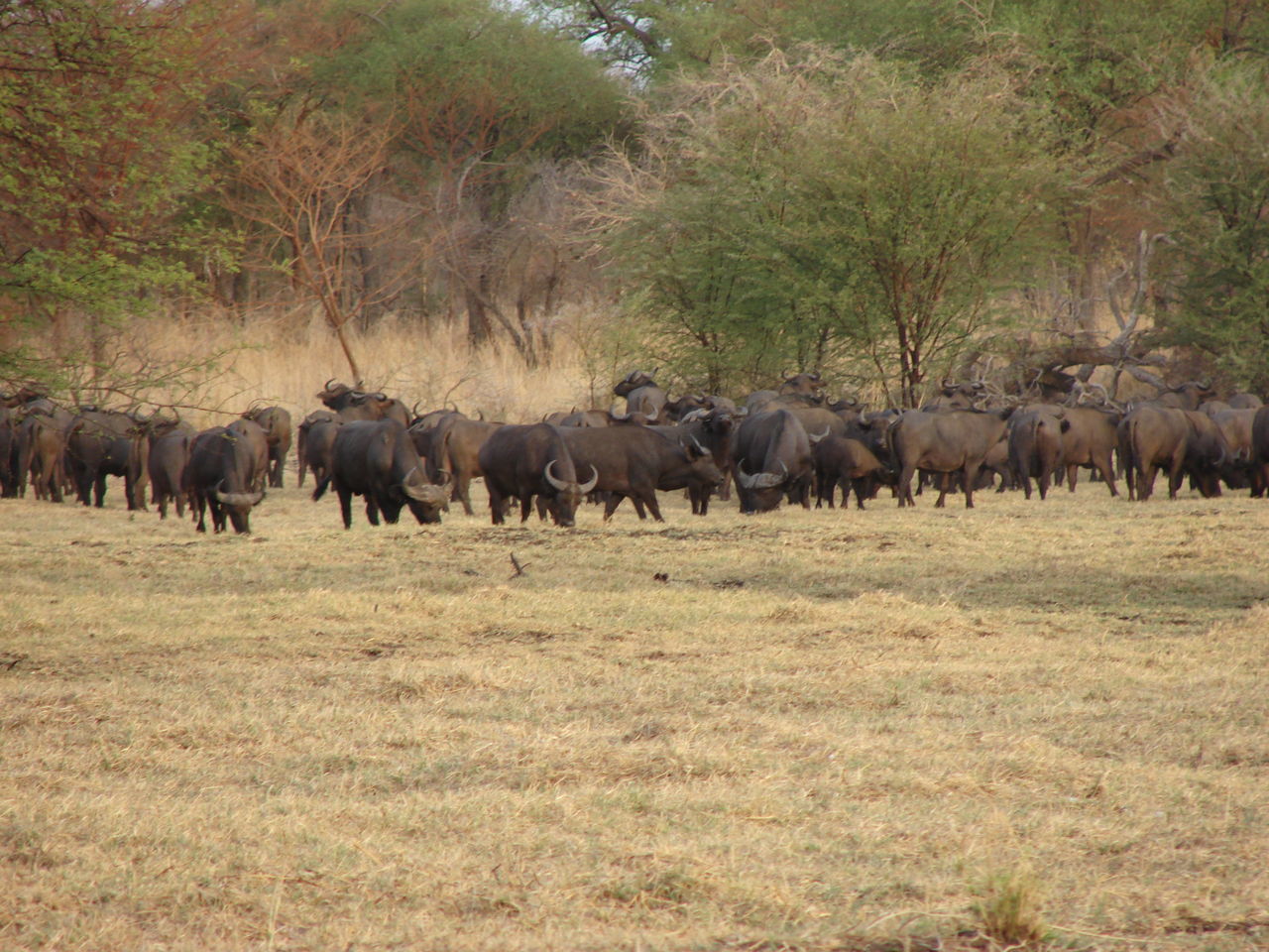 HERD OF SHEEP IN A FARM