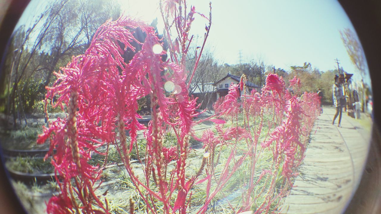 flower, indoors, fragility, freshness, pink color, close-up, decoration, plant, growth, red, petal, nature, beauty in nature, focus on foreground, day, potted plant, hanging, multi colored, no people, vase