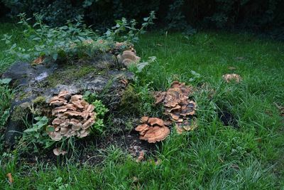 Plant growing on grassy field