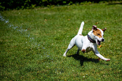 Dog running on field