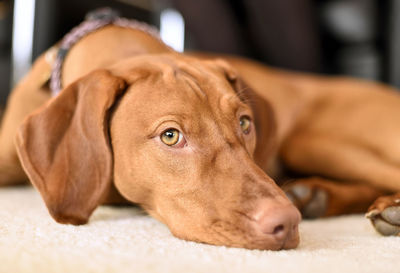 Close-up portrait of dog relaxing at home