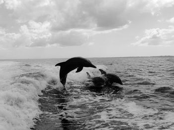 View of horse in sea against sky
