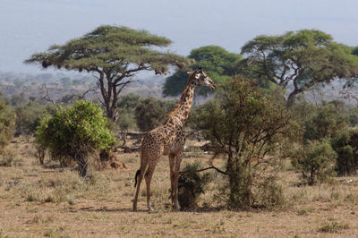 View of an animal on landscape