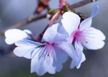 Close-up of white cherry blossom