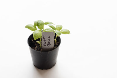 Close-up of potted plant against white background