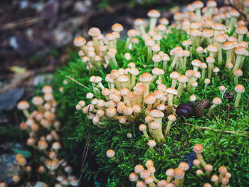 High angle view of flowering plants on field