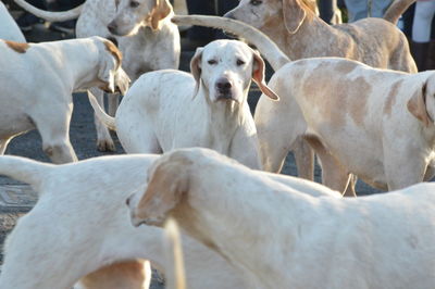 Portrait of dog