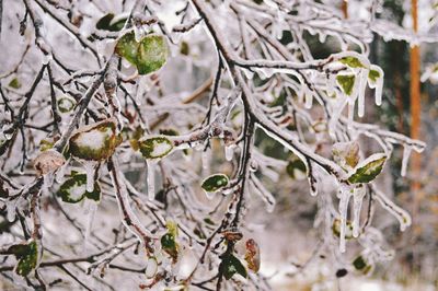 Close-up of twigs in winter