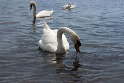 Swans swimming in lake