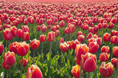 Tulips in field