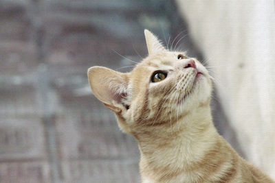 Close-up of cat looking away