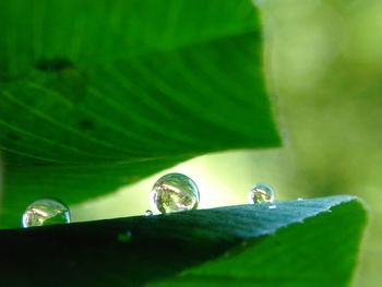 Close-up of green leaf