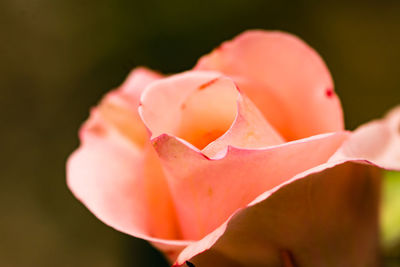 Close-up of pink rose