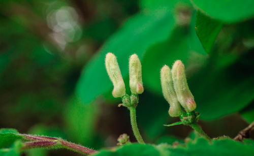 Close-up of plant