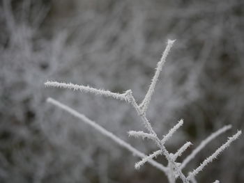Close-up of plant