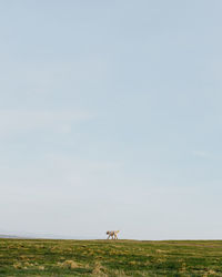 View of horse on field against sky