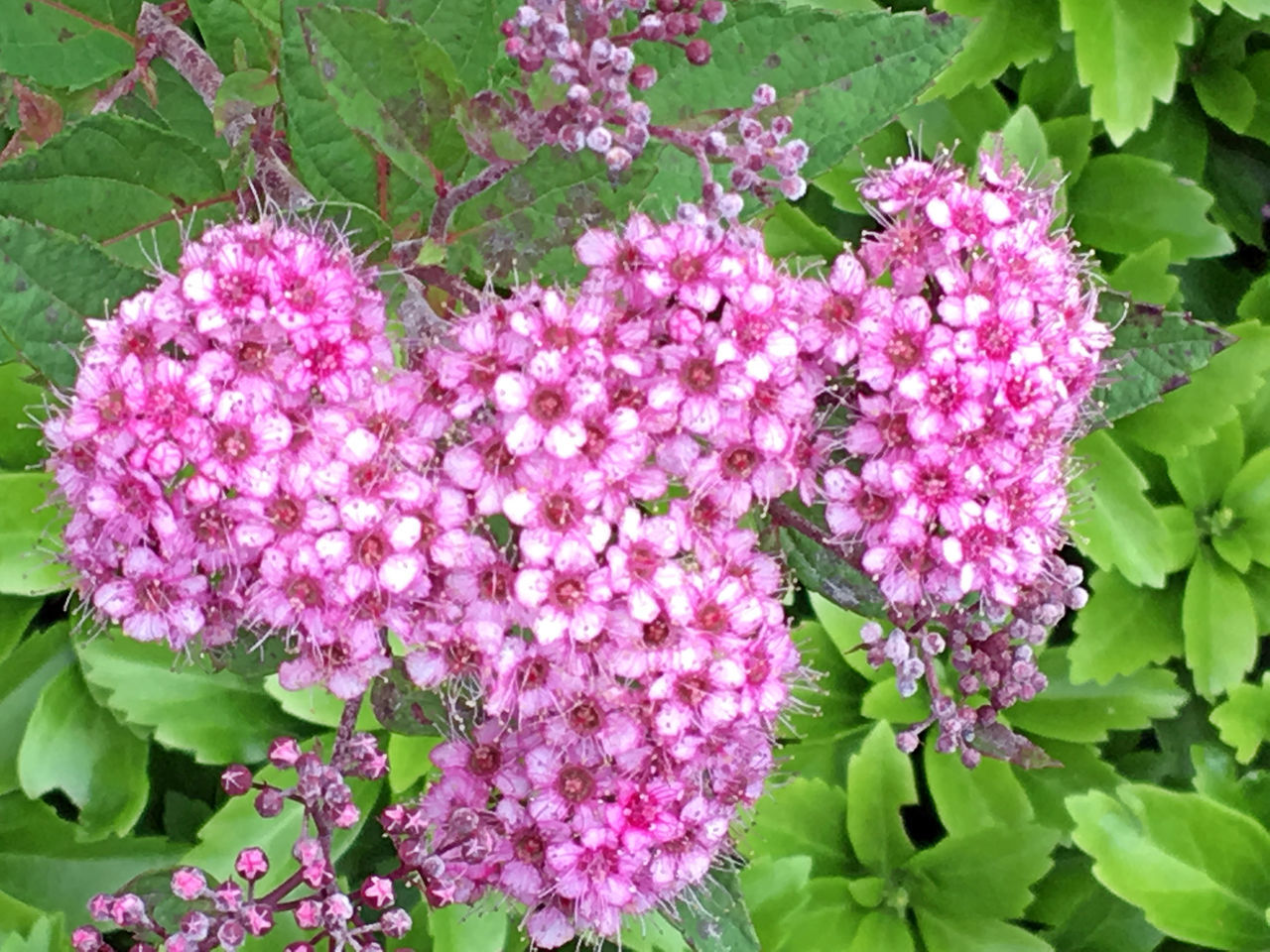 CLOSE-UP OF PINK FLOWERS GROWING IN FIELD