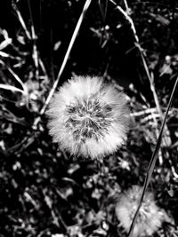 Close-up of dandelion against blurred background