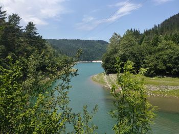 Scenic view of lake in forest against sky