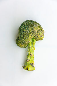 Close-up of green leaf against white background