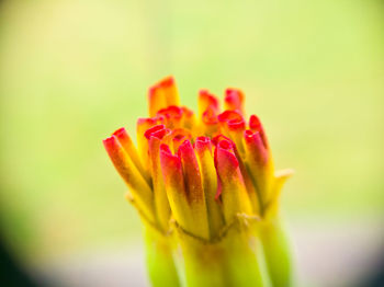 Close-up of yellow flower against blurred background