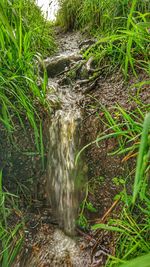 Close-up of waterfall in forest