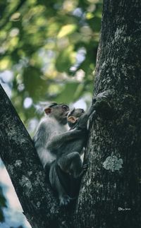 Monkey sitting on tree