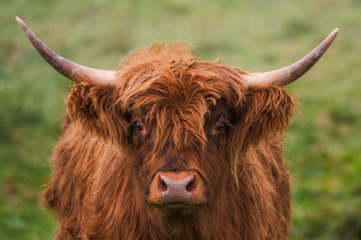 Close-up of cow