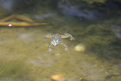 Close-up of frog on water