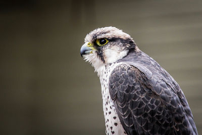 Close-up of an eagle