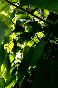 Close-up of plant