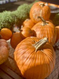 High angle view of pumpkins