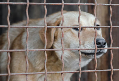 Close-up of horse in cage at zoo