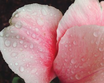 Close-up of pink flower