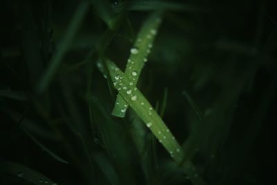 Close-up of water drops on plants