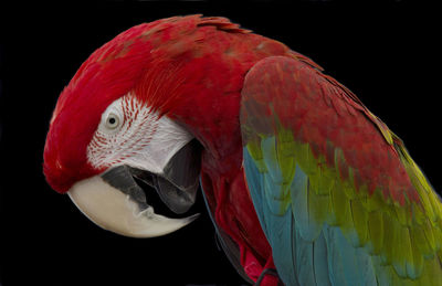 Close-up of scarlet macaw