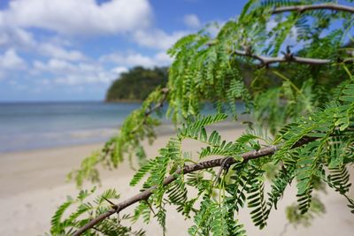 Close-up of plant against sea