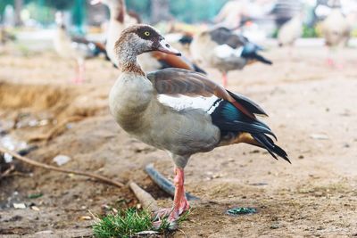 View of two birds on land