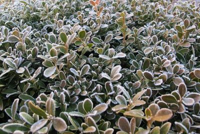 Close-up of leaves